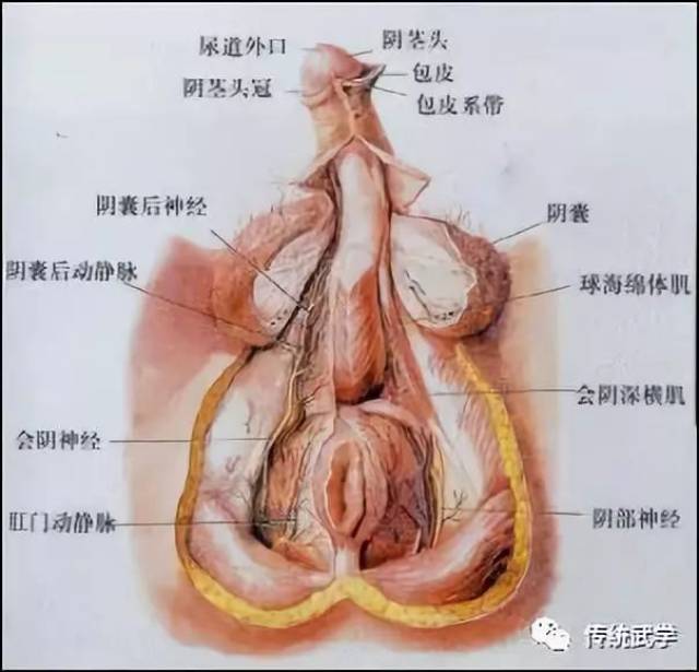 全套高清人体解剖图,三观不正者拒看!