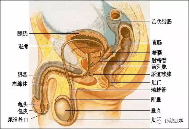 内生殖器剖面