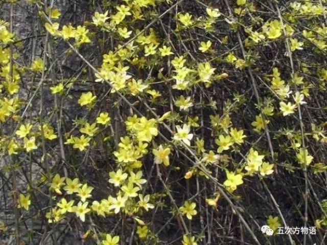 迎春花,时间长了花朵会变白