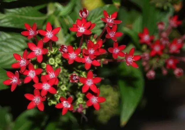 花 stella floris 学名:pentas lanceolata 科属名:茜草科五星花属