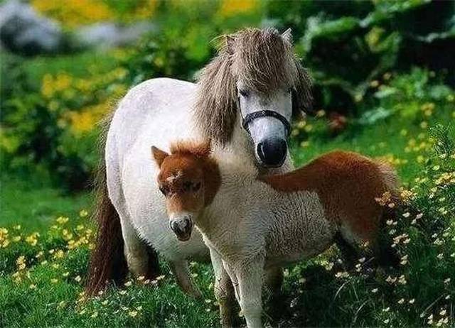 燕龙爱马马术课堂:马为什么站着睡觉?这样不累