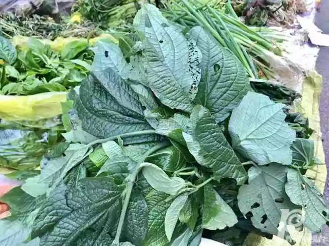 除了阎王菜,苦甜菜,麻疙瘩叶等野菜之外,记者还发现烈换种并