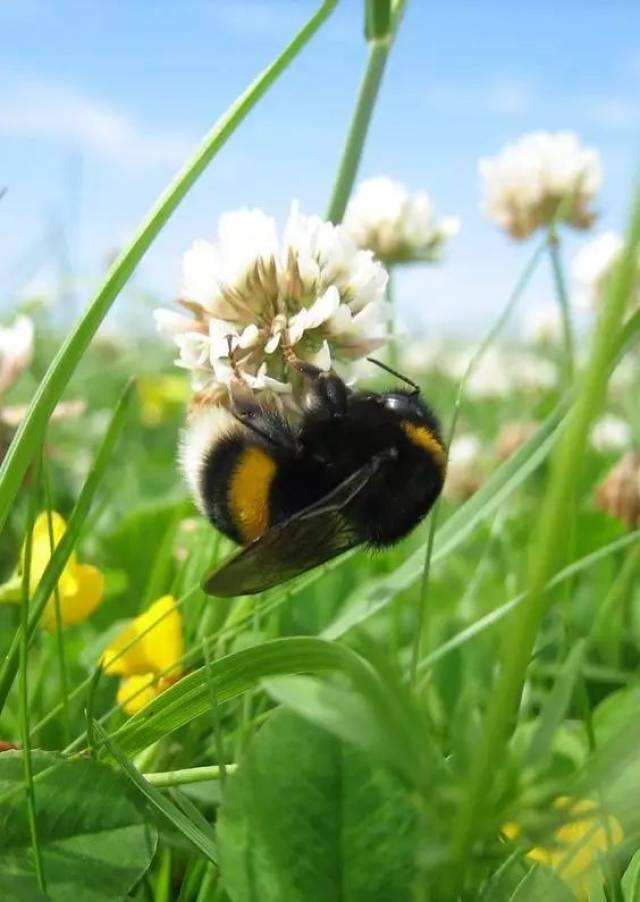 蜜蜂家族里的萌物——熊蜂(bumble bee)