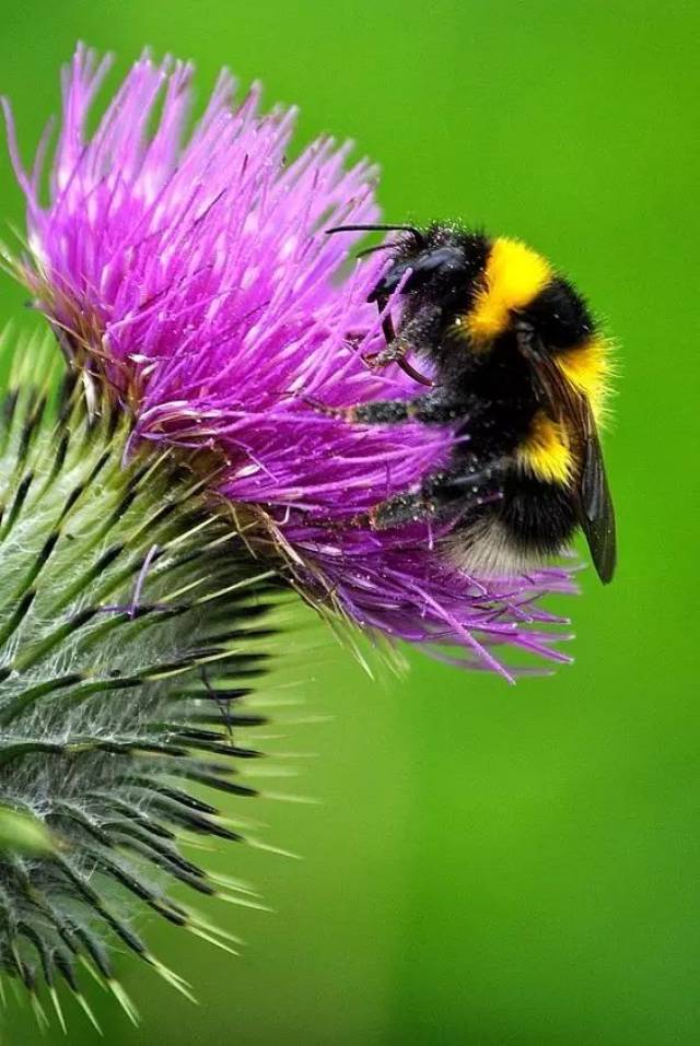 蜜蜂家族里的萌物——熊蜂(bumble bee)