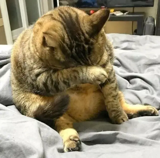 是想伺机谋杀吗?