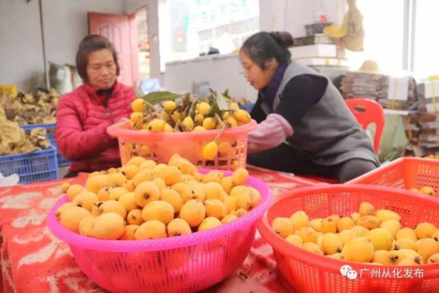 枇杷节开幕啦!从化这里有万斤枇杷等你来“盘