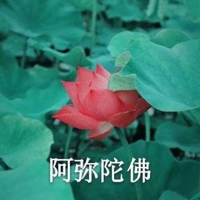 佛系表情包合集