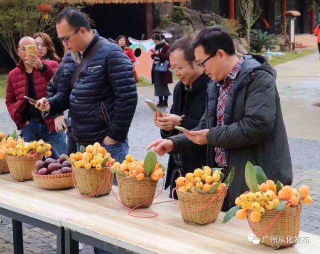 枇杷节开幕啦!从化这里有万斤枇杷等你来“盘