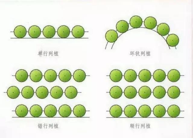 4丛植  设计树丛时,并不把每株树的全部个体没美表现出来,主要考虑