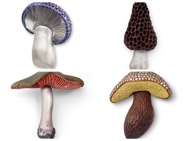 “烂番茄”之后，口红界又有了“烂柿子”“黑