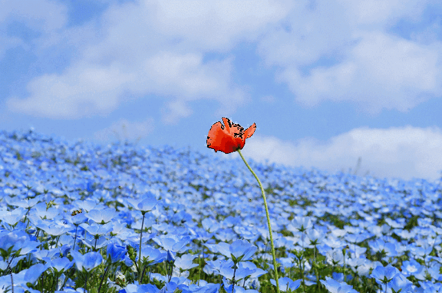 [赏花] 日本这450万株"蓝色花海"唤醒了春天