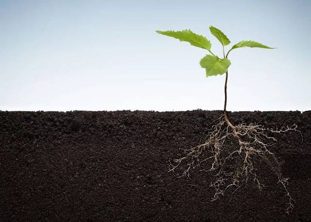 土壤根系温度对作物种植的影响