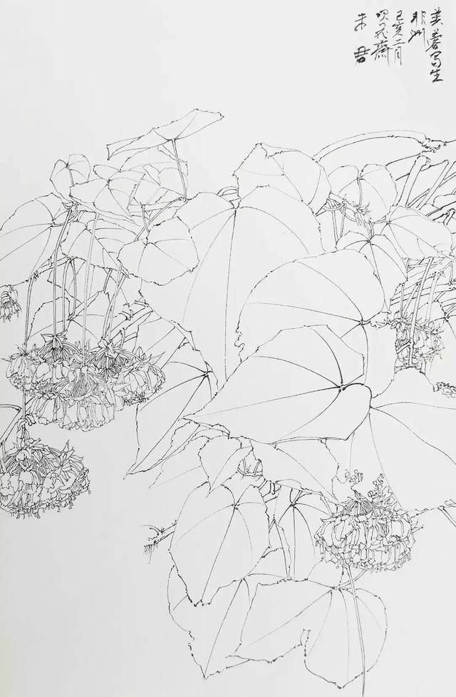 画家未君"非洲芙蓉"线描写生解读