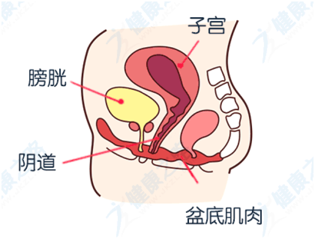 今日科普动起来吧盆底肌