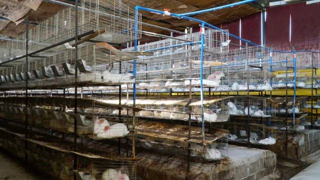 【今日宾川】如何养兔才赚钱?兔子哥的养兔