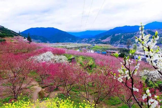 乐昌桃花节系列活动即将启幕!相约花海,赏花品酒采茶