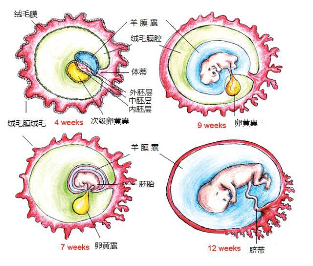 示意图显示卵黄囊和胚胎发育过程