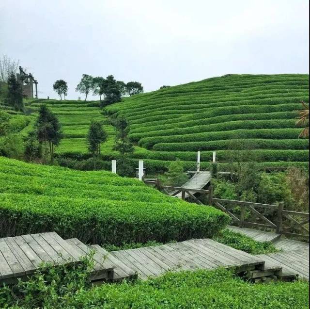 循着早春的第一缕茶香,到五凤香茗园游茶海,吃茶膳,品