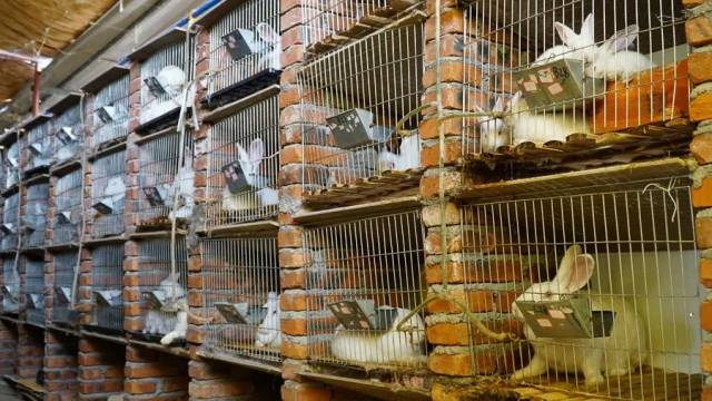 【今日宾川】如何养兔才赚钱?兔子哥的养兔