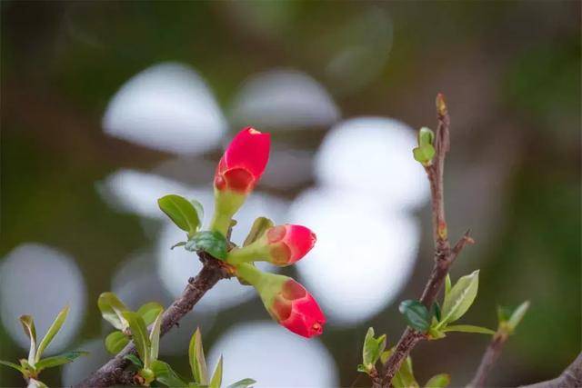 赏花地图出炉:奏响了通江的早春乐章