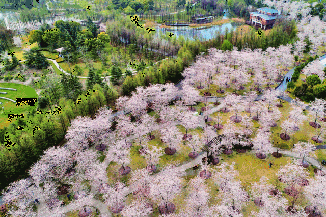 重磅| 花期已至浪漫来袭,2019上海樱花节为您开启绝美