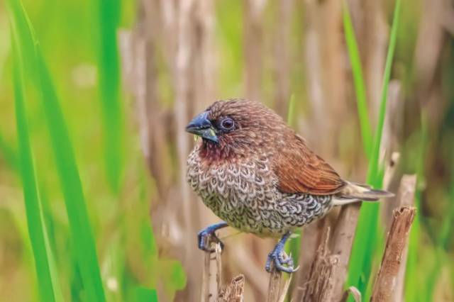 白腰文鸟(学名:lonchura striata)是小型鸟类,体长10-12厘米.