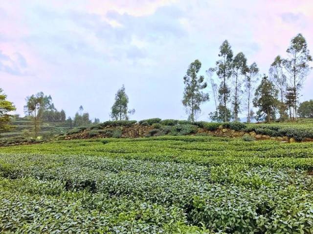 雅安名山区2019年第一批春茶开采