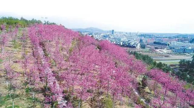 曲靖:马龙樱花谷的千亩樱花绽放!首届樱花节邀您前来