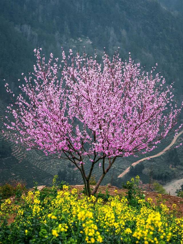 3月中国最美的11个踏春旅行地,看完就想立刻出发!