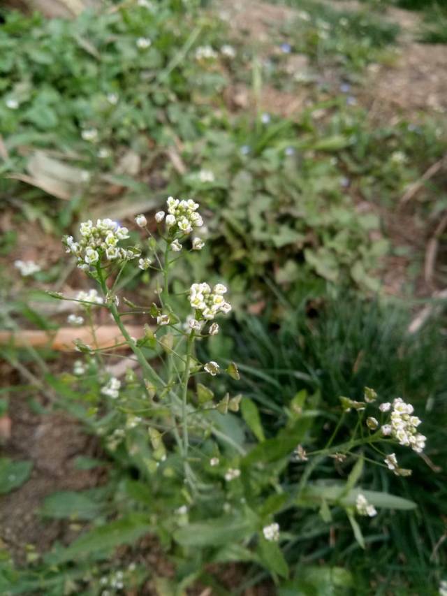 到田野上挖野菜,荠菜花少不了,这是春天大自然的馈赠