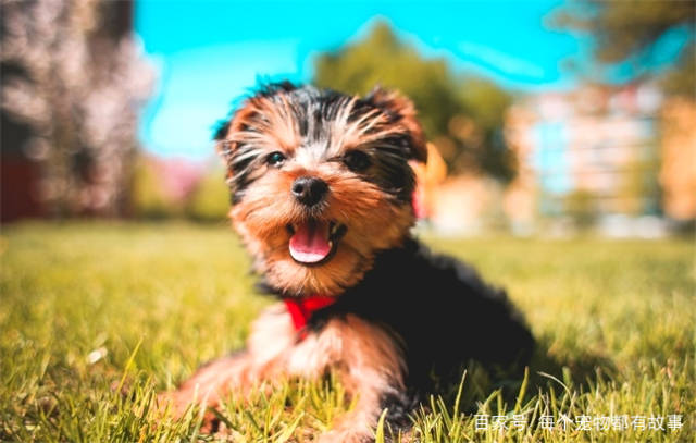 狗狗自己咬自己的尾巴只是在玩?不一定,来看看