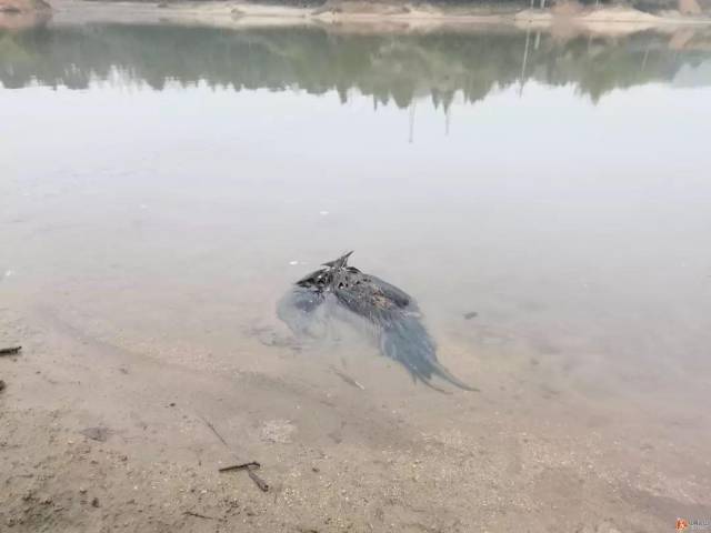 水里浸泡着杂物,死动物尸体