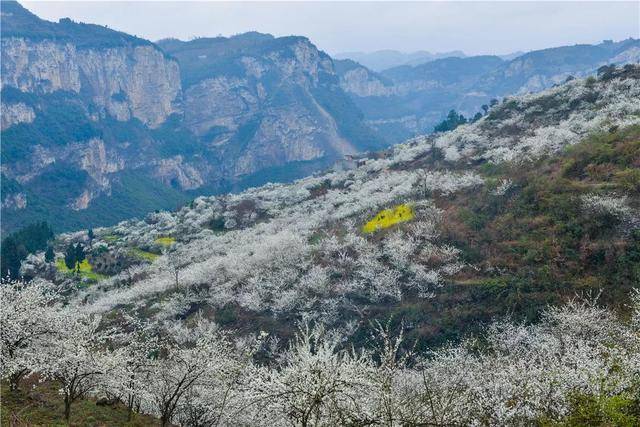 乌蒙花海含苞待放等你来