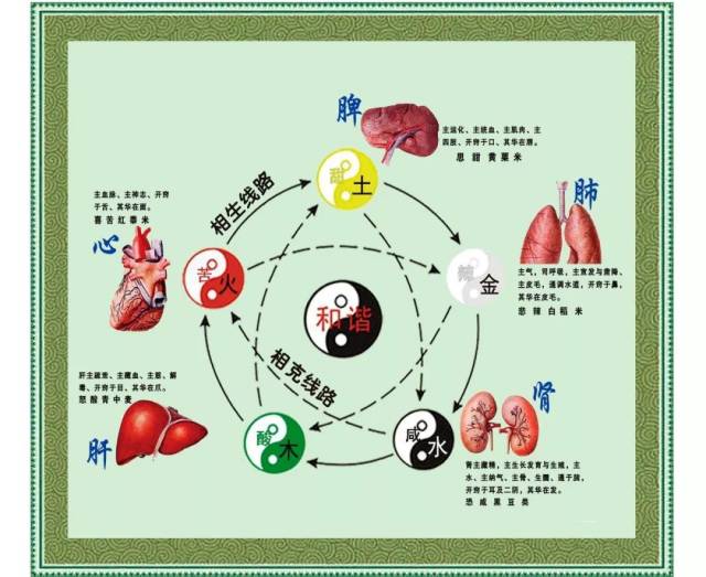 五脏 "肝 心 脾 肺 肾"