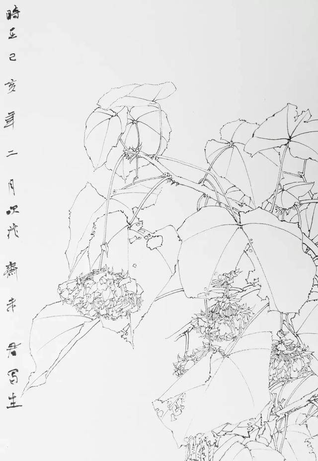 画家未君"非洲芙蓉"线描写生解读