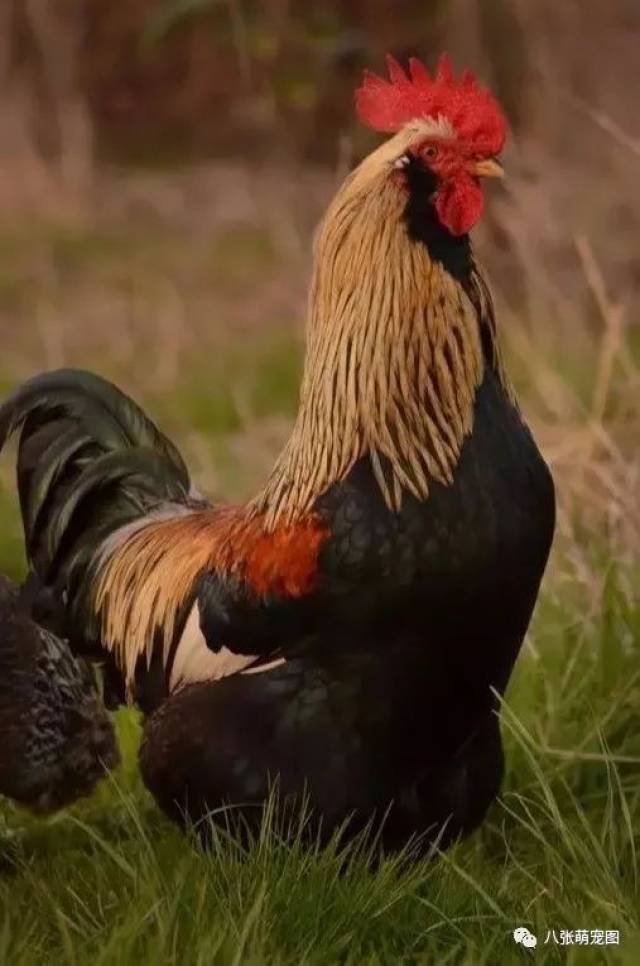 英国法夫罗鸡