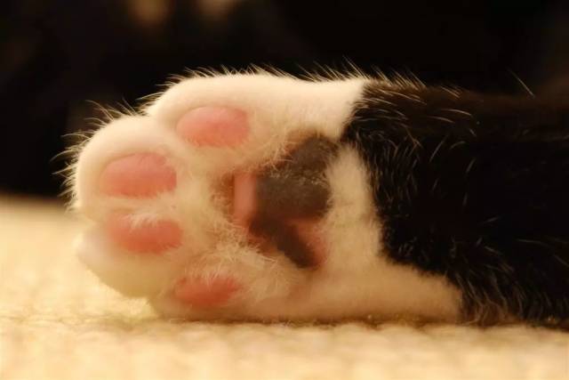 猫爪杯有什么可抢的,肉乎乎的真猫爪才是卖萌大杀器!