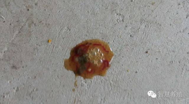 鸡铜中毒时则呈排深绿色粪便,脑有充血,出血,水肿等症状.