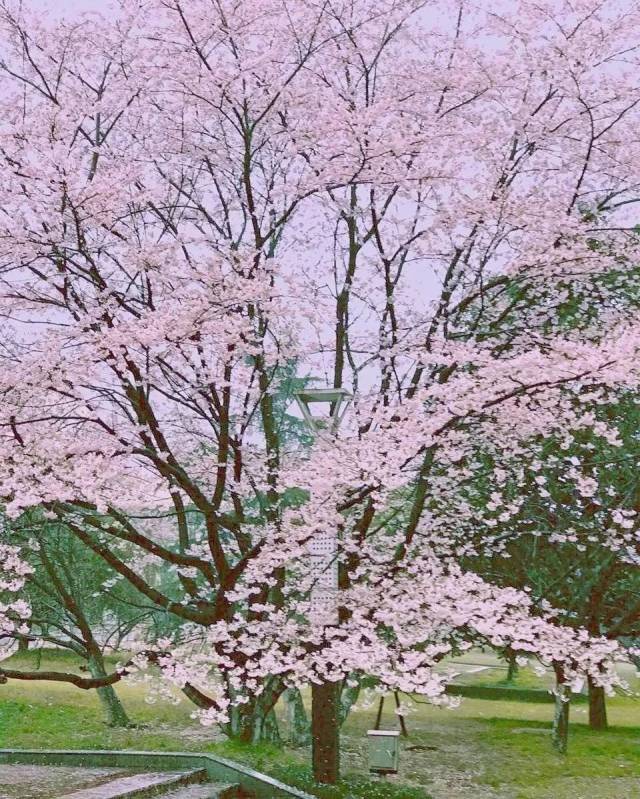 青山公园樱花 不想看人海,其它高校也有不错的樱花种植.