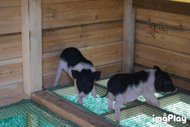 燃烧你的脑洞,开发你的奇思妙想, 给两只小香猪起上最有创意的名字!
