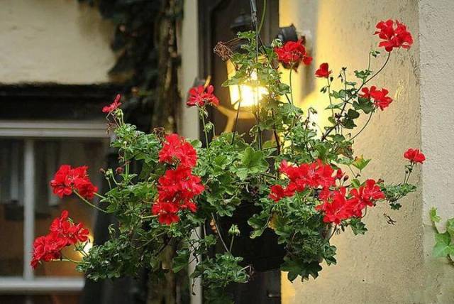 也是国外鲜花小镇常见的植物,大多被挂在墙壁,门口或窗台上,跟矮牵牛