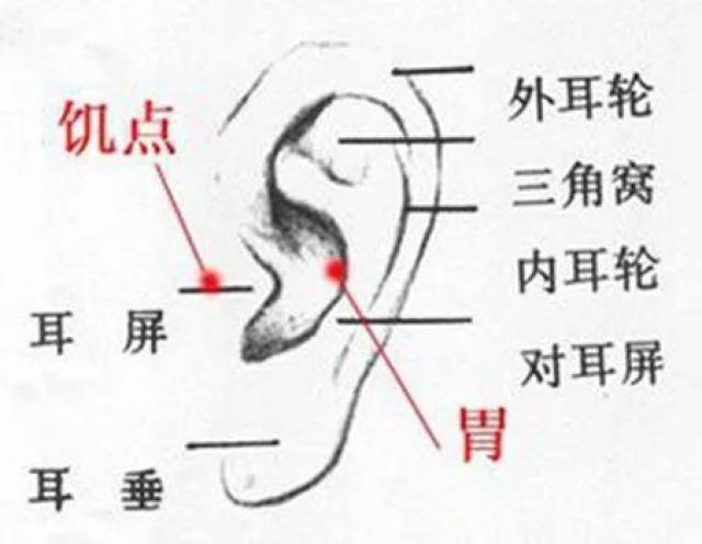 胃穴位于耳轮脚消失处,即耳甲4区.