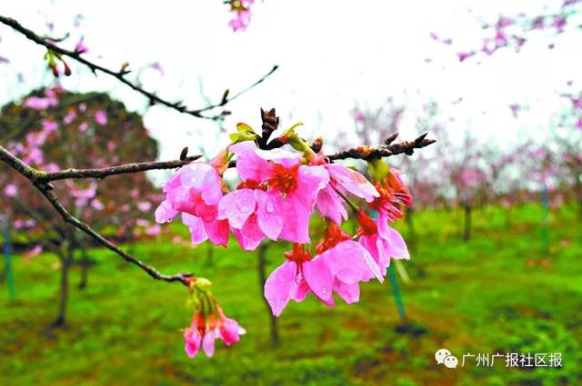 周末约起来,到华南地区最大规模樱花园—天适樱花园踏青赏花