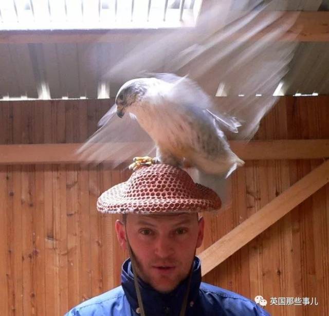 对,这是一顶可以让鹰骑在人头上xxx的帽子… 使用时的画风大概这样