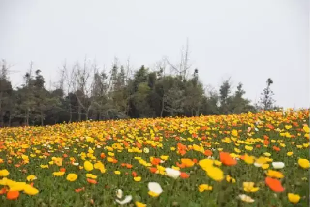 成都周边花卉地图 三月最美赏花攻略