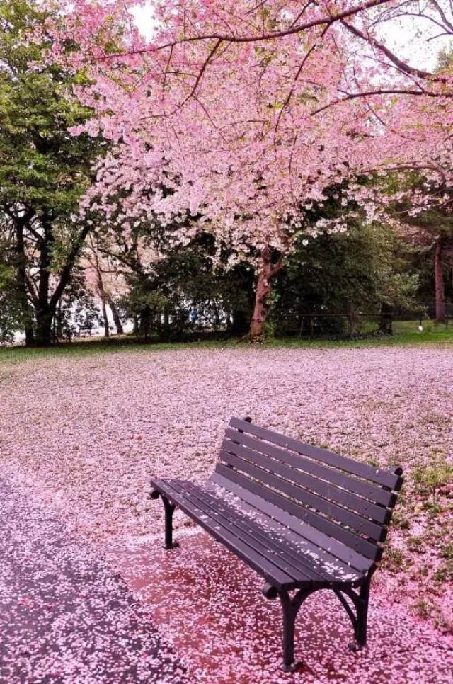 收藏!网友总结日本最全赏樱地,樱花飘落的季节