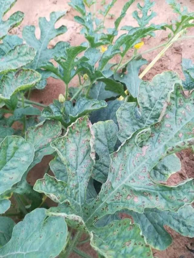 西瓜叶片上的褐色斑点是叶斑病吗?生态防治方案有哪些?