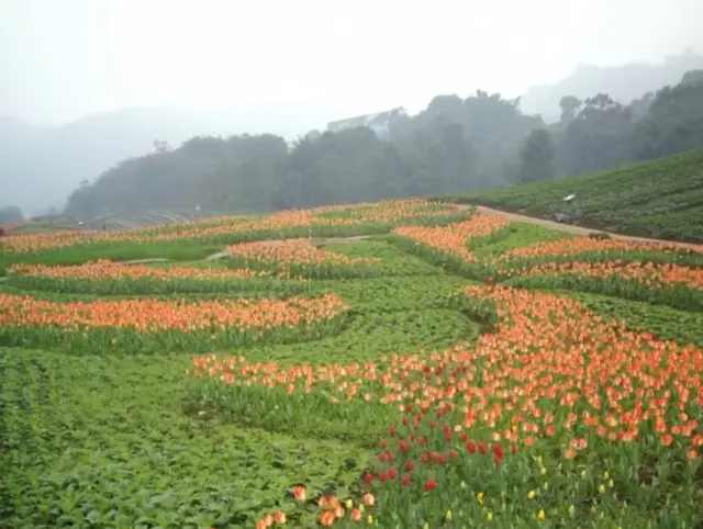 天府花溪谷景区位于成都市大邑县金星乡,内有奇石花园,云顶温泉,高山