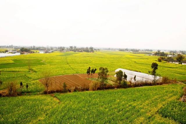 2019中国广汉(西高)油菜花季将于3月1日在西高镇菜花公园开幕