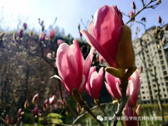 邀请大家看一幅春醒图